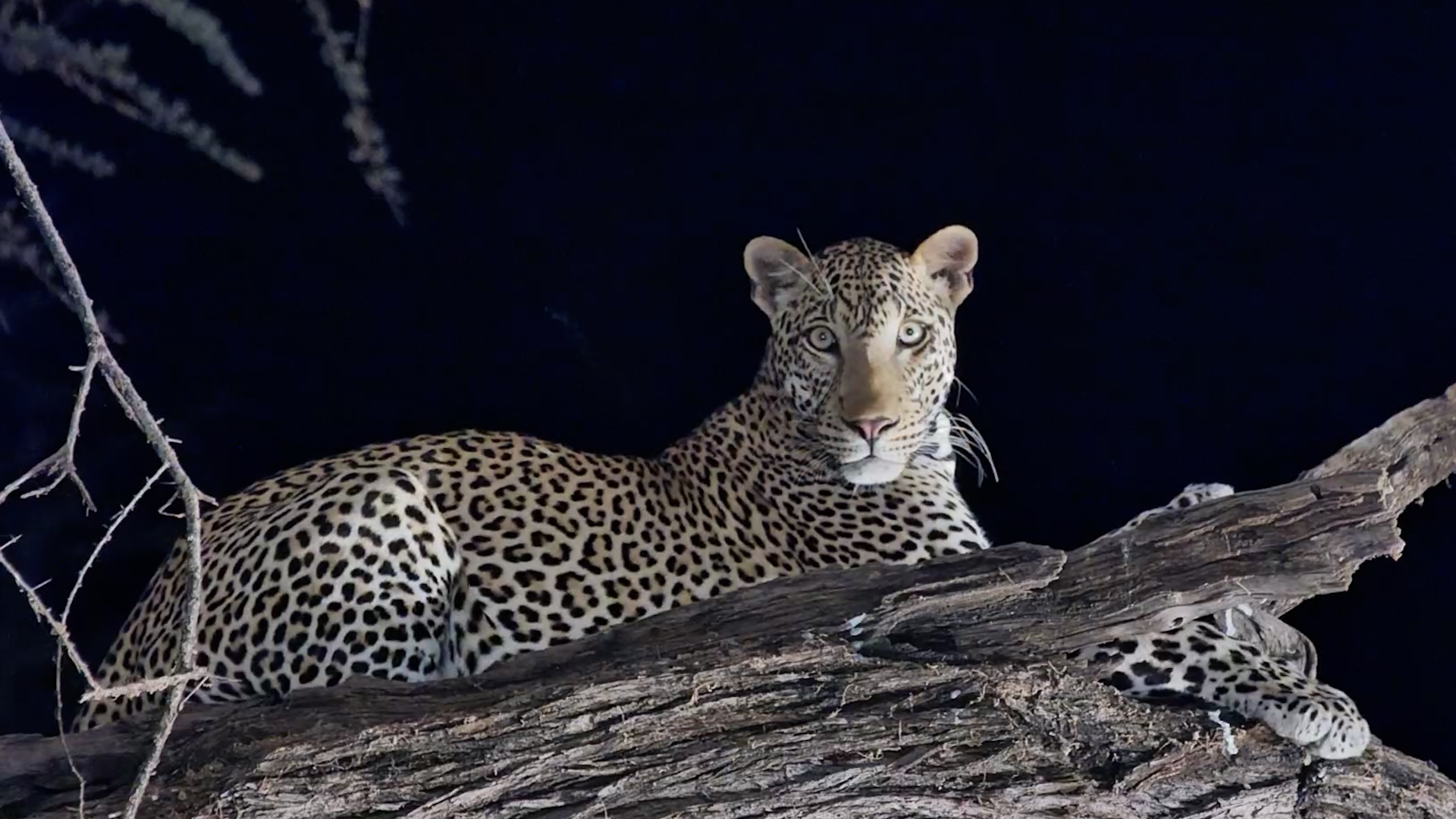 Leopard Shows Off His Climbing Skills Before a Drink!