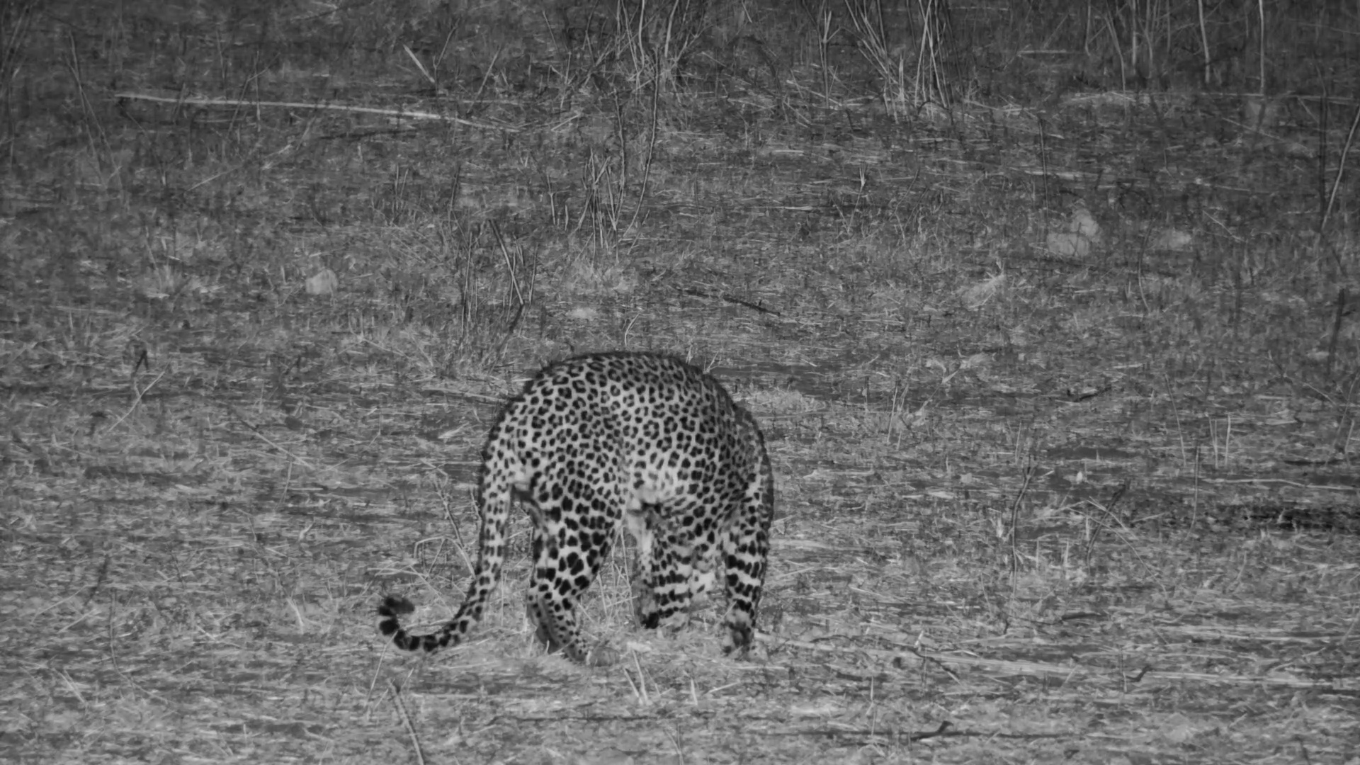 Leopard Slips Silently Through Deteema Springs After Dark