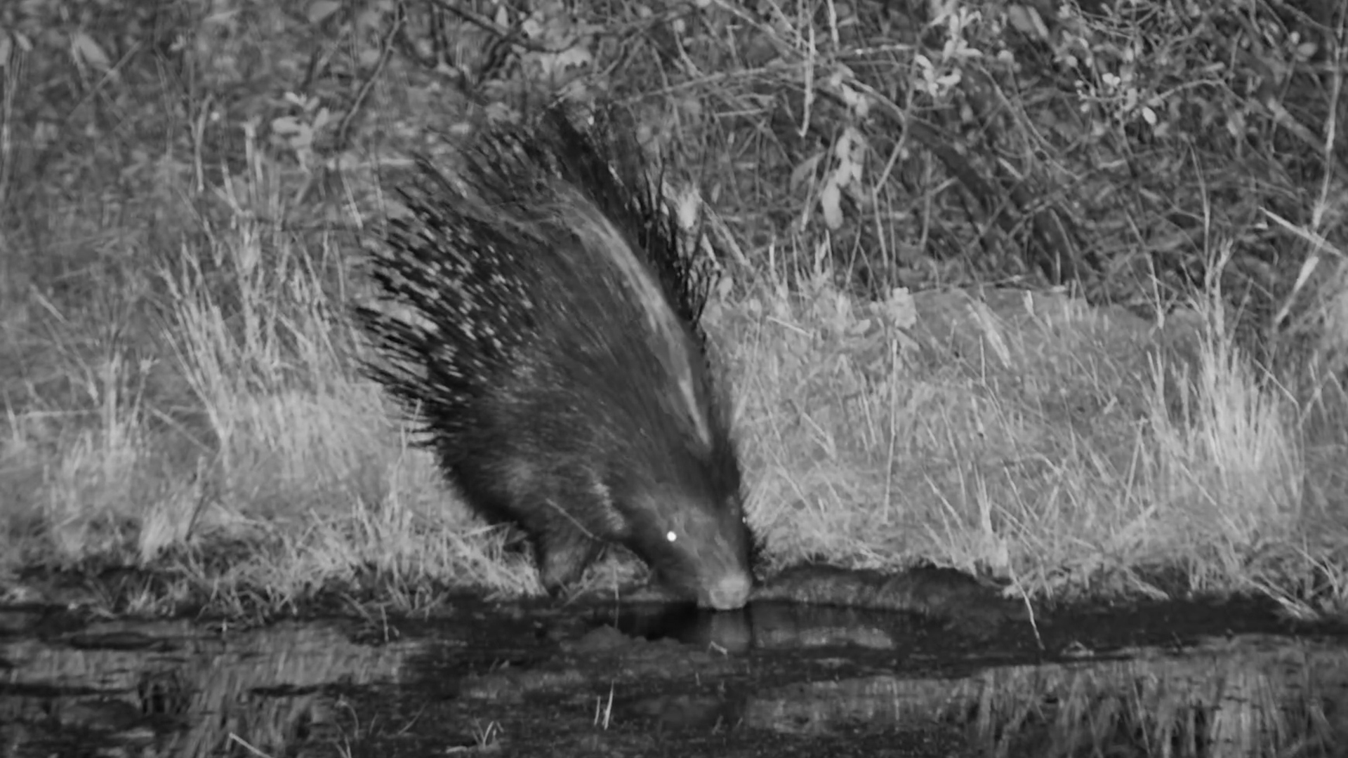 A Quiet Night time Drink for This Porcupine