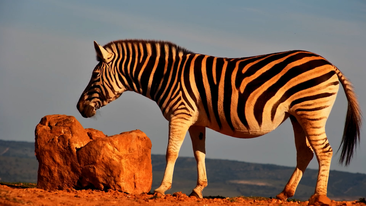 Baby on Board! Pregnant Zebra Visits the Waterhole