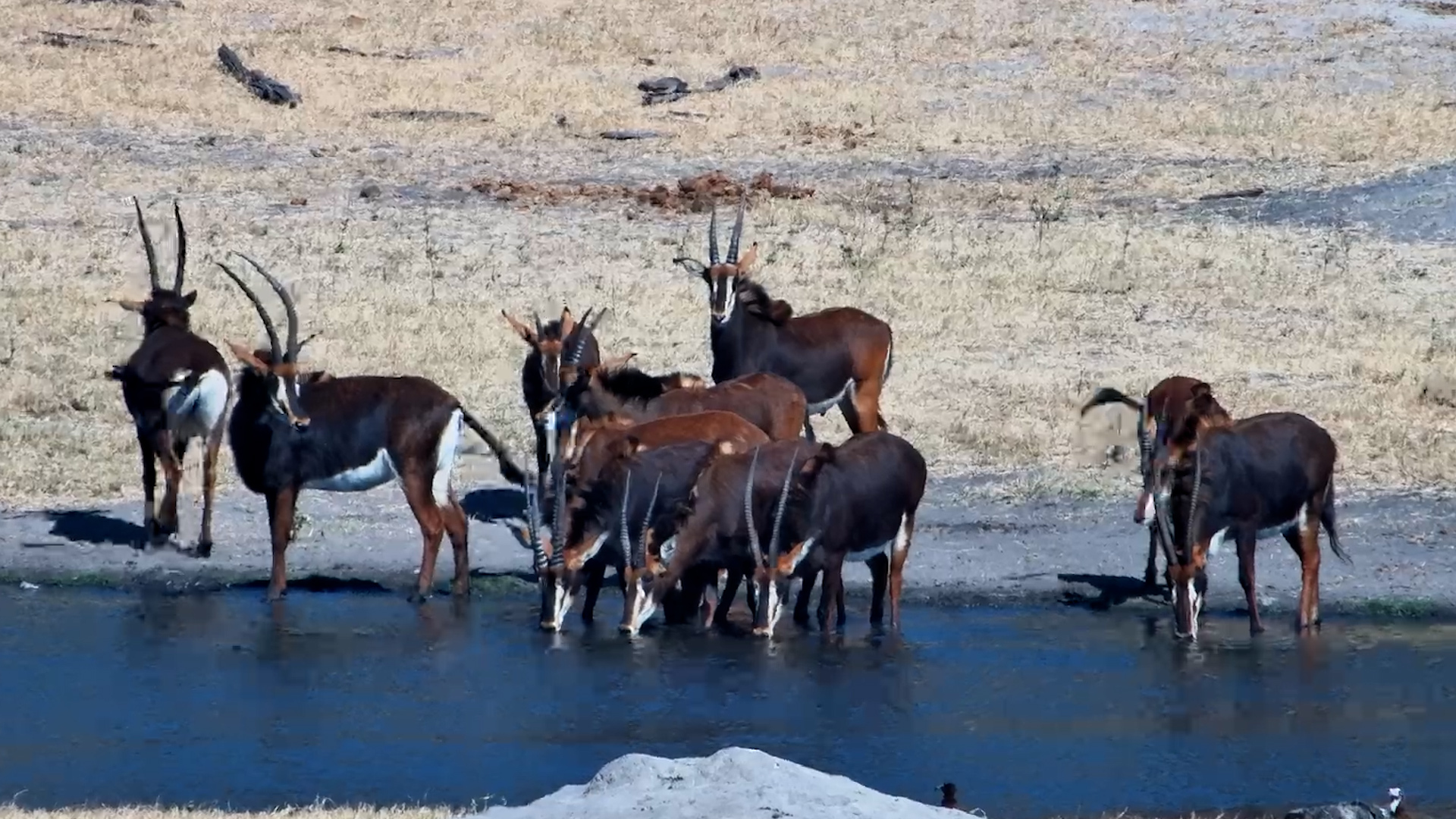 A Stunning Herd of Sable Arrives at Hwange