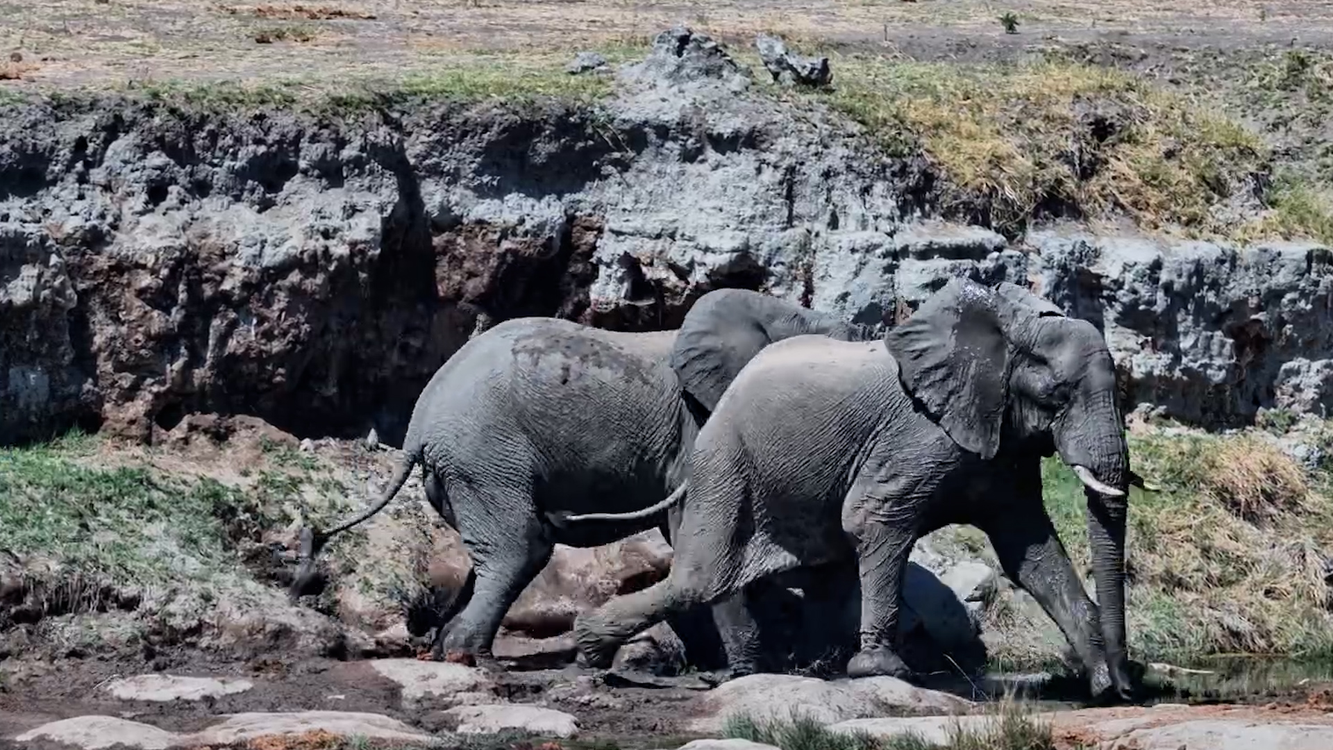 When You're an Elephant but a Tiny Bird Still Scares You