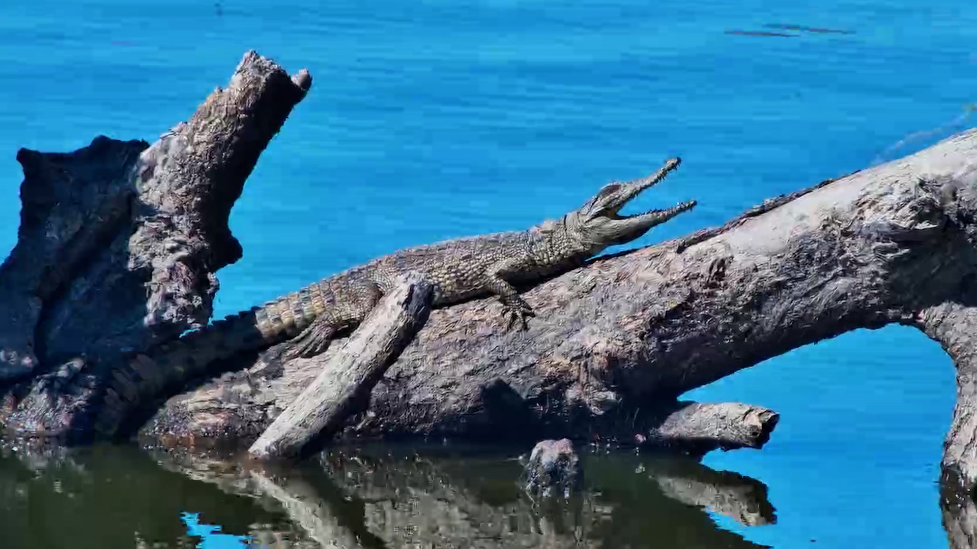 Do Not Disturb: Crocodile Sunbathing