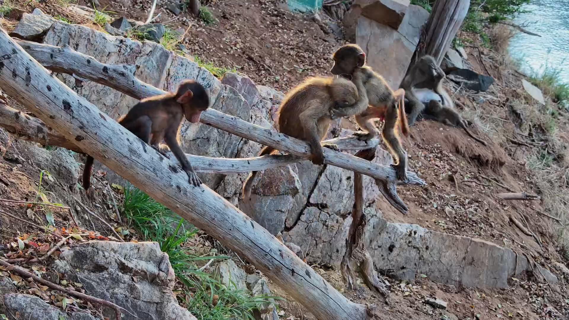 Baby Baboons Turn the Trees Into Their Own Jungle Gym