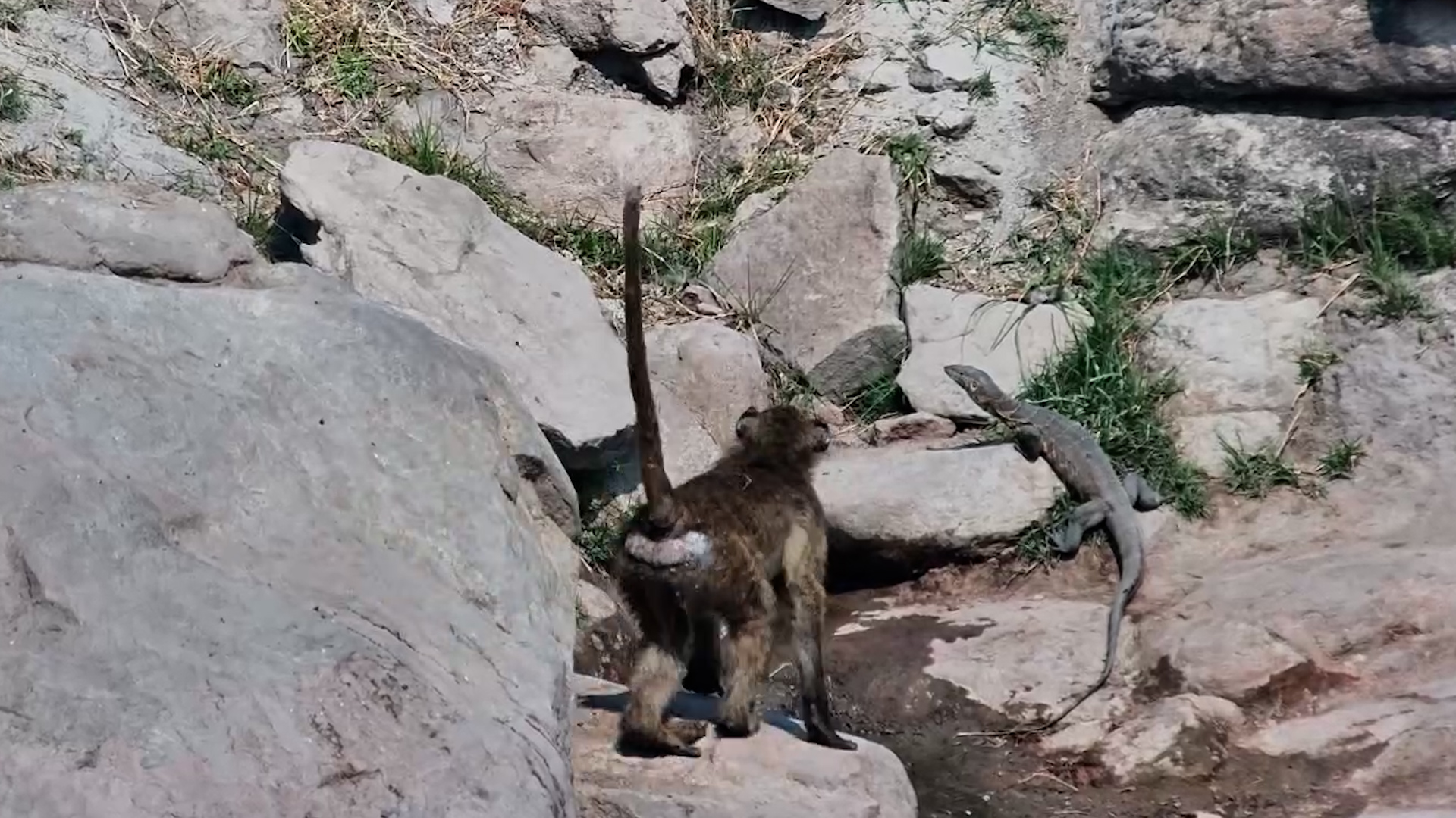 Just a Baboon Troop Having a Very Relaxing Day