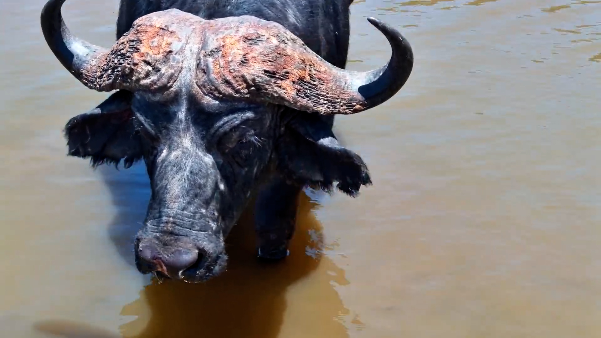 No Thoughts. Just Buffalo.