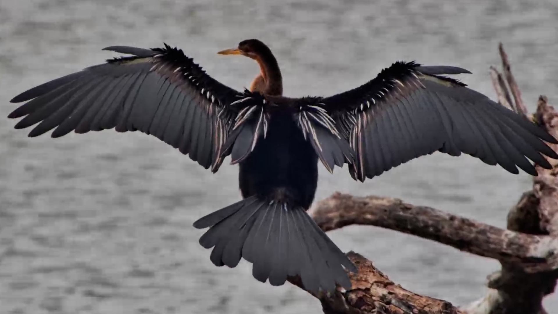 African Darter Puts Its Wings Out to Dry