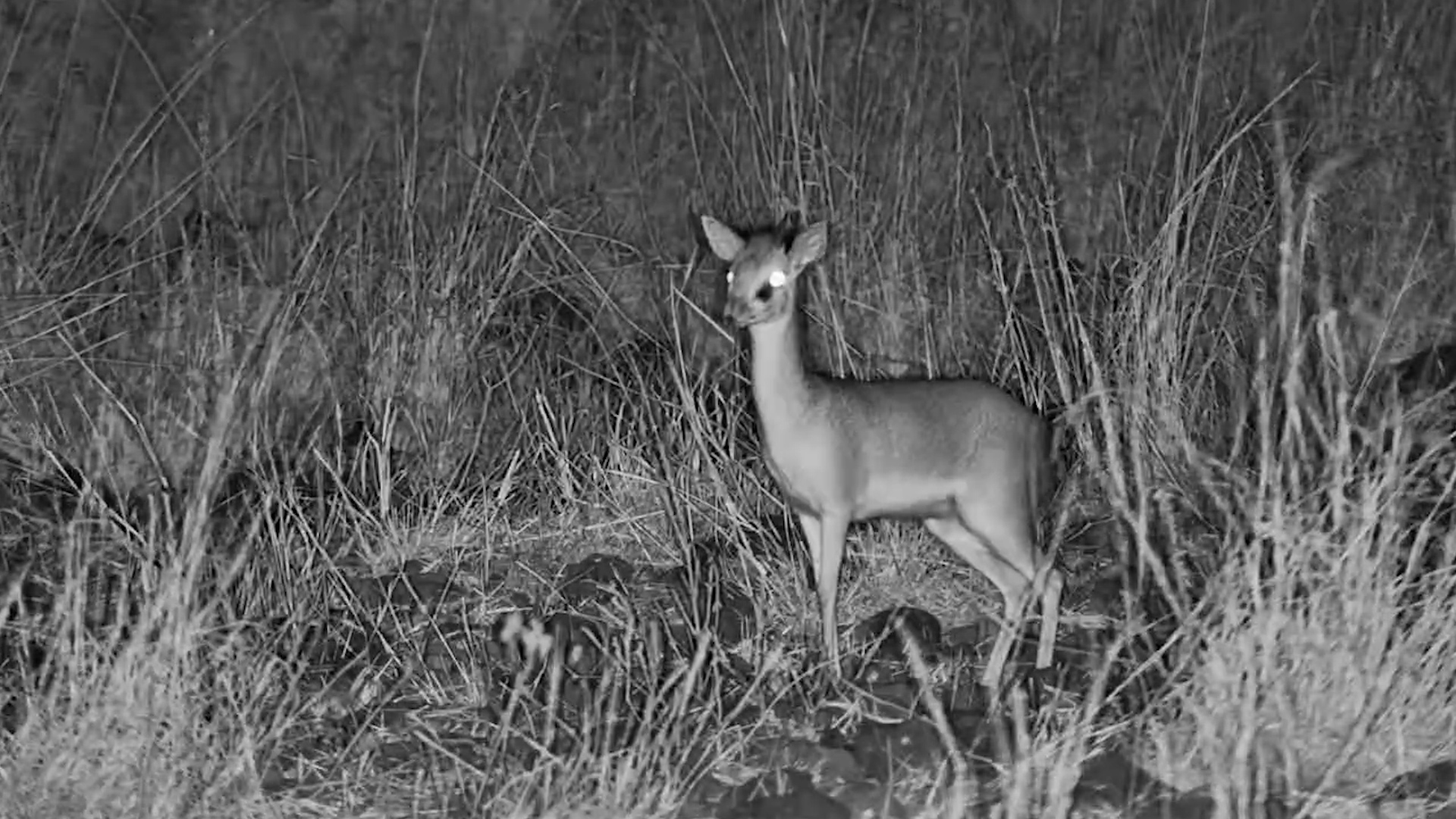 Dik-Dik Goes Looking for Snacks After Dark