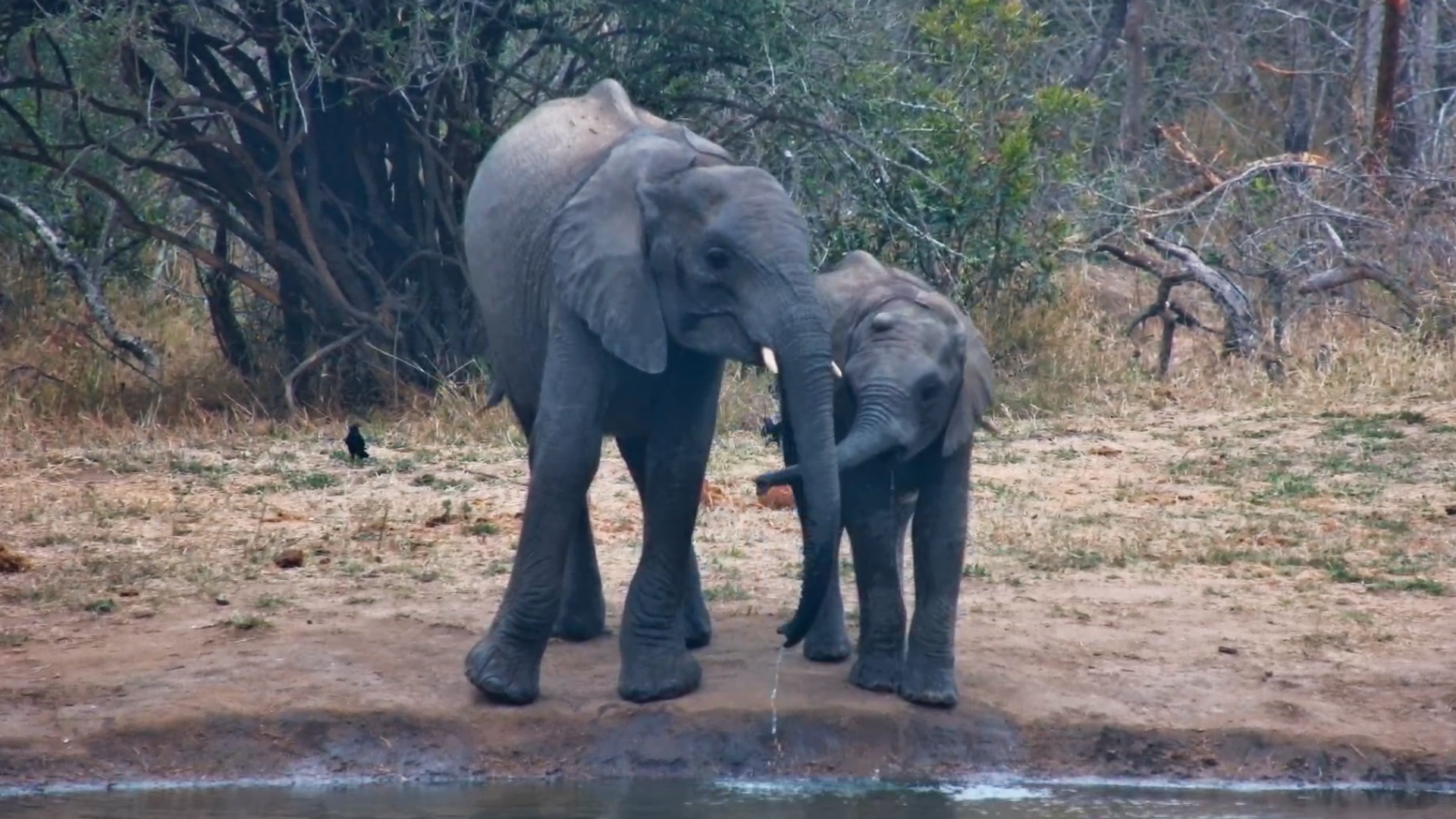 Egghead? This Little Elephant Has Us Curious