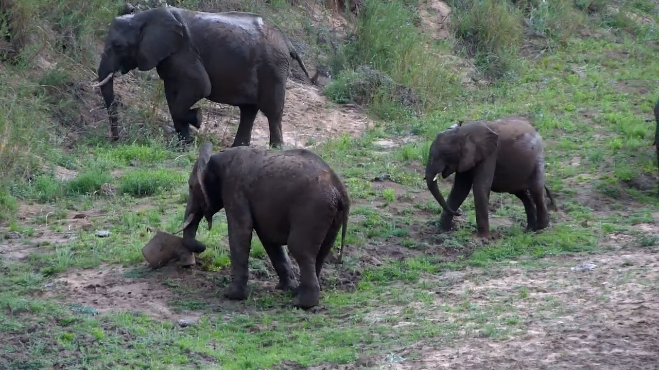 Mud, Elephants and One Very Interesting Tree Stump