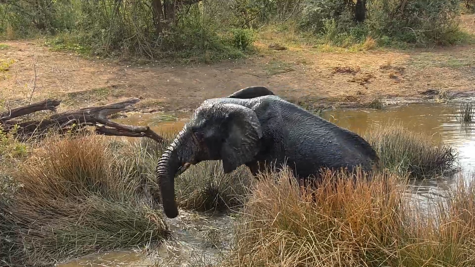 Watch This Elephant Completely Stir Up the Waterhole