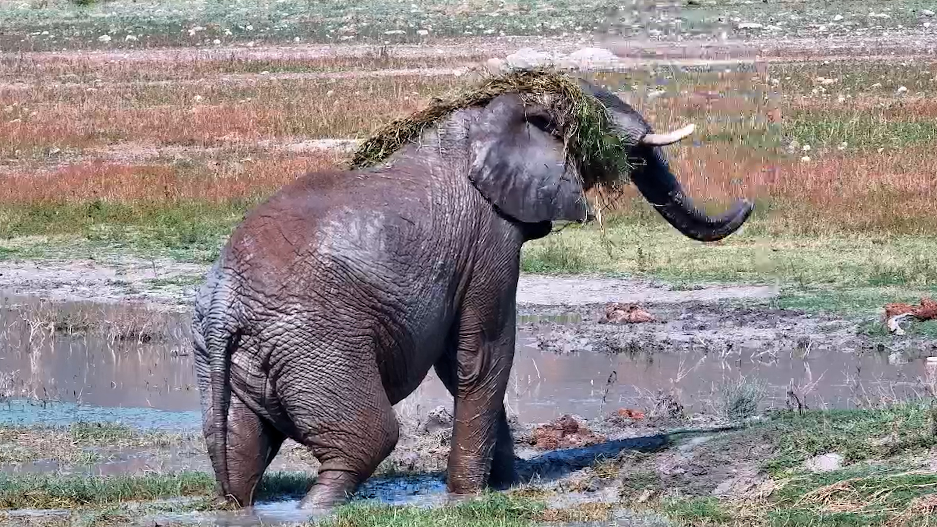 Elephant Tries On a Grass Wig… and Absolutely WORKS It