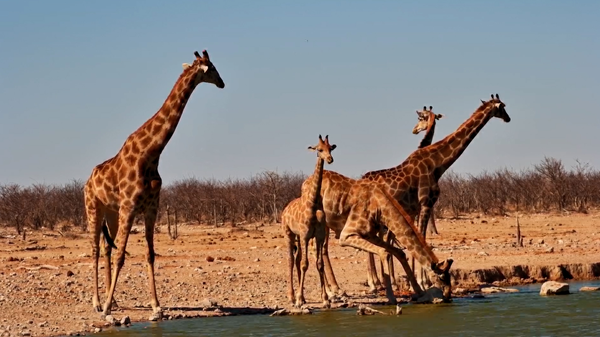 A Beautiful Herd of Giraffes Stops for a Drink