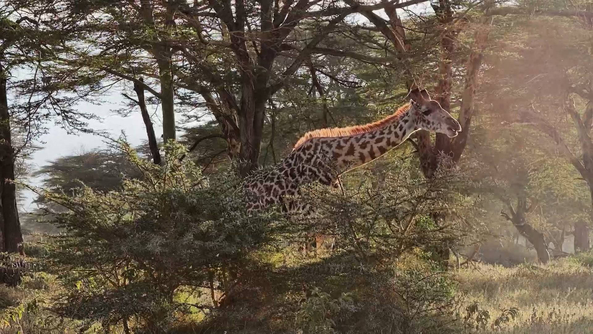 Giraffe Wanders Through the Fever Trees in Golden Light