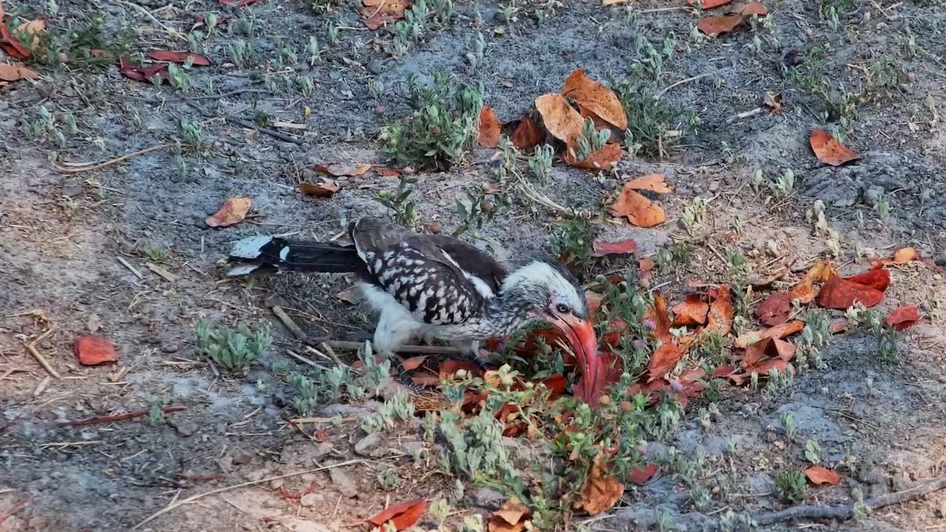 Red-Billed Hornbill Goes on a Serious Snack Hunt