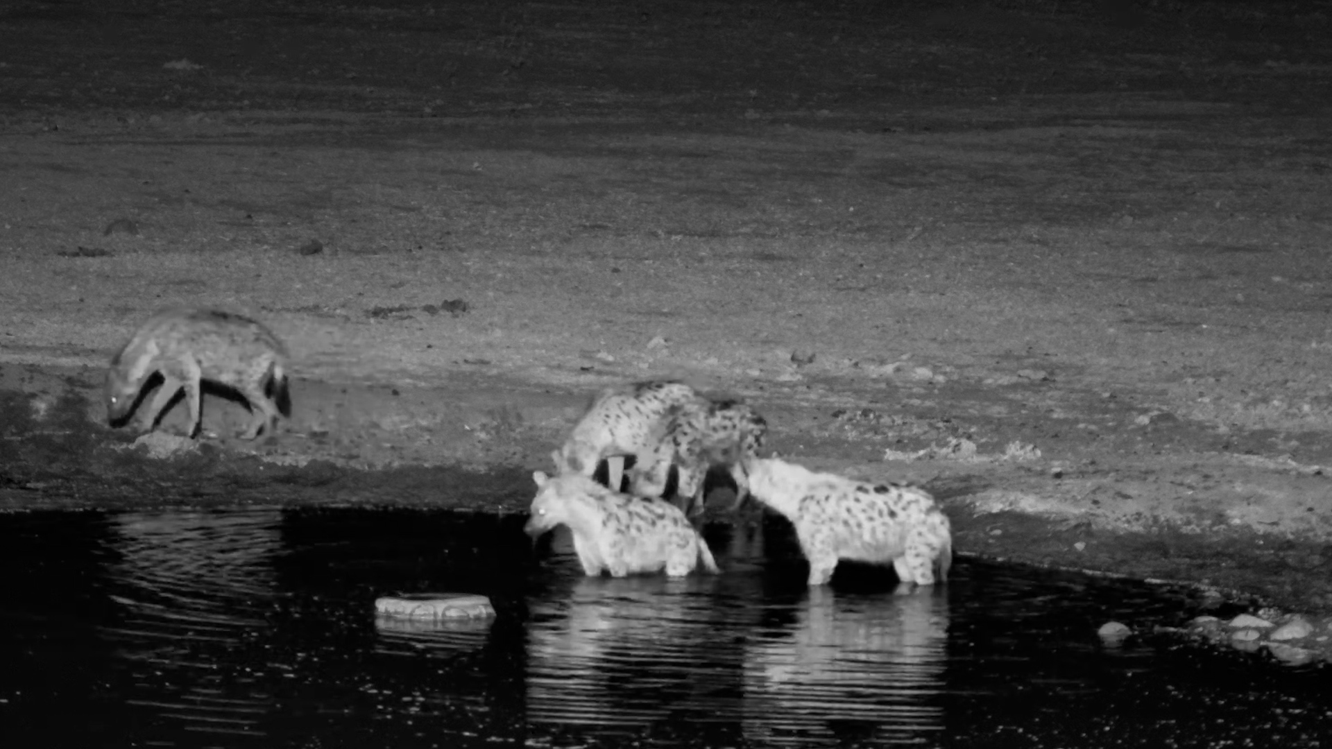 The Hyenas Have Arrived… and They’re Full of Energy