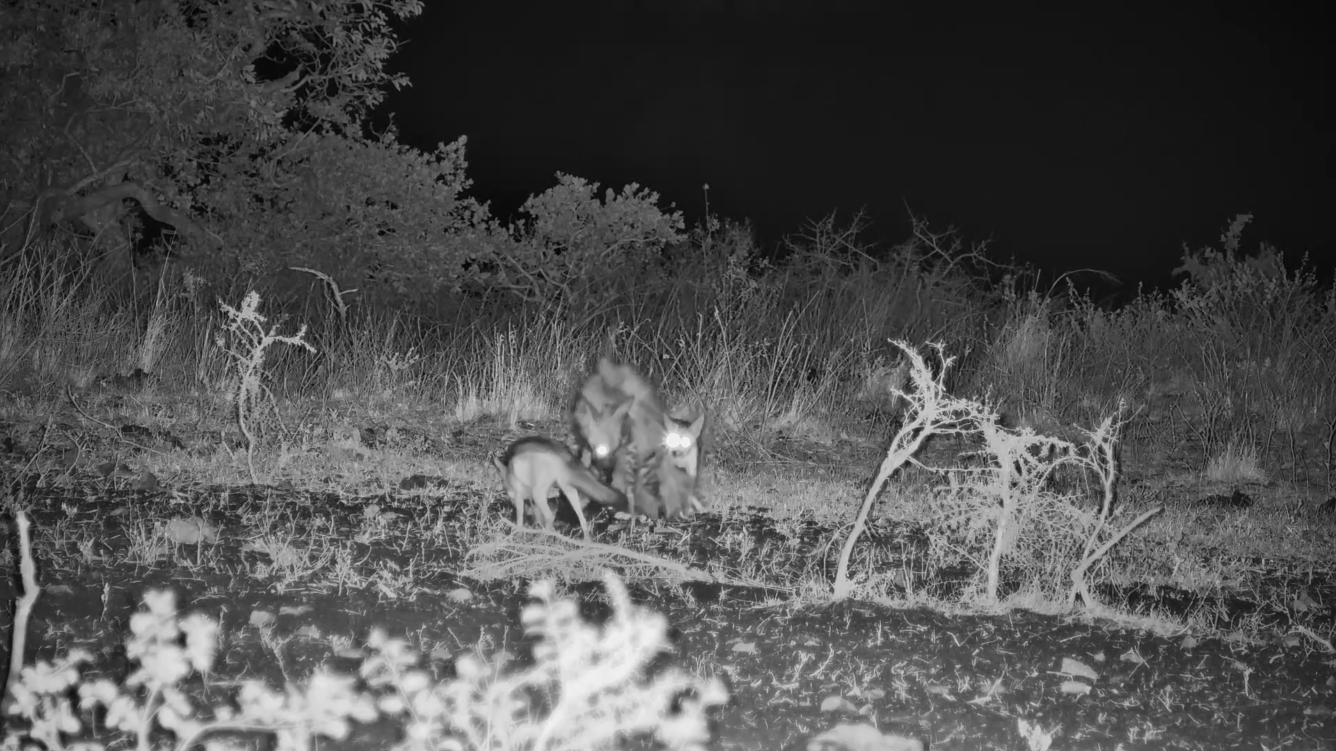 Striped Hyena Steals an Antelope From Black-Backed Jackals