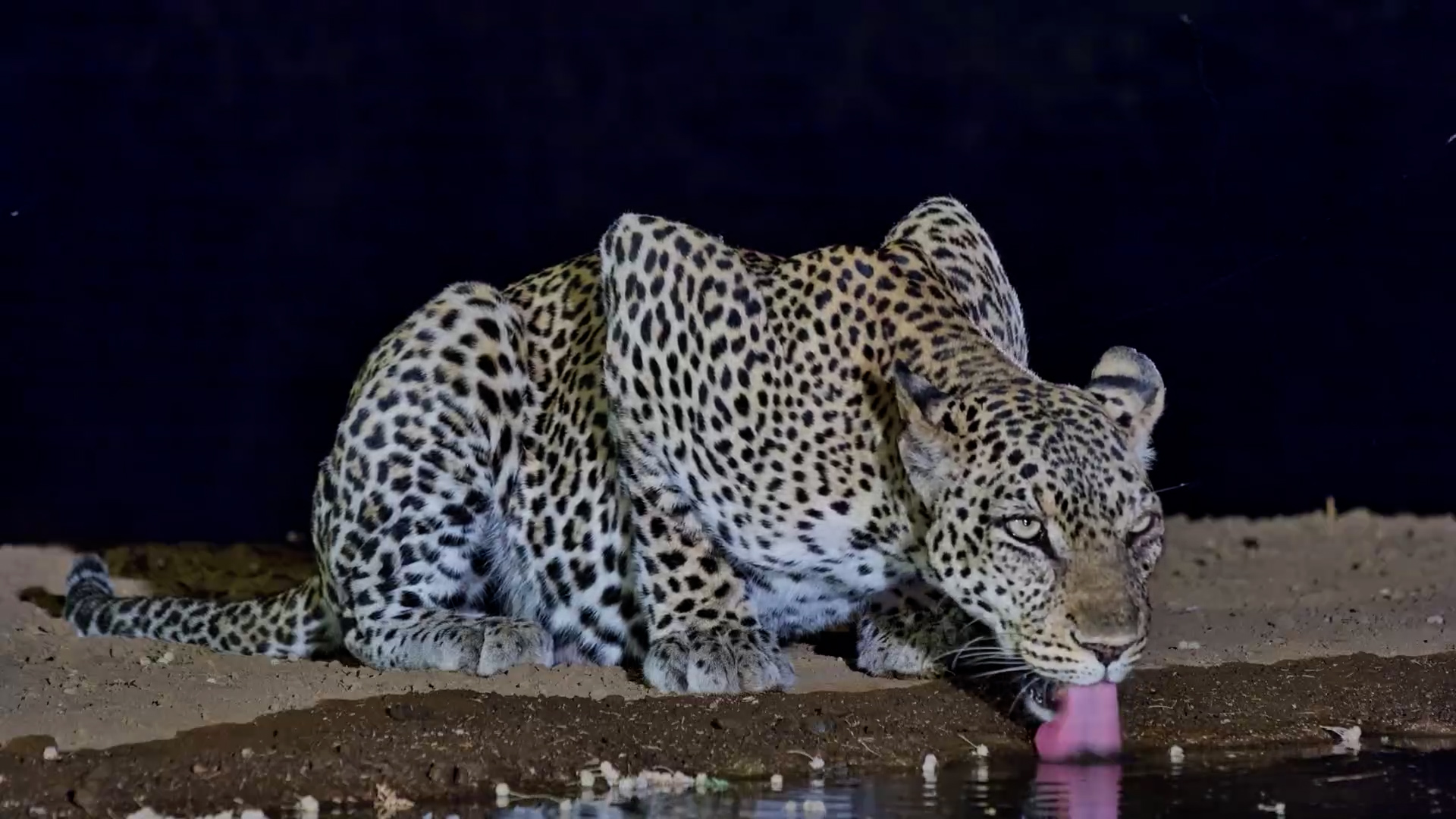 Resident Leopardess Slips In for a Drink After Dark