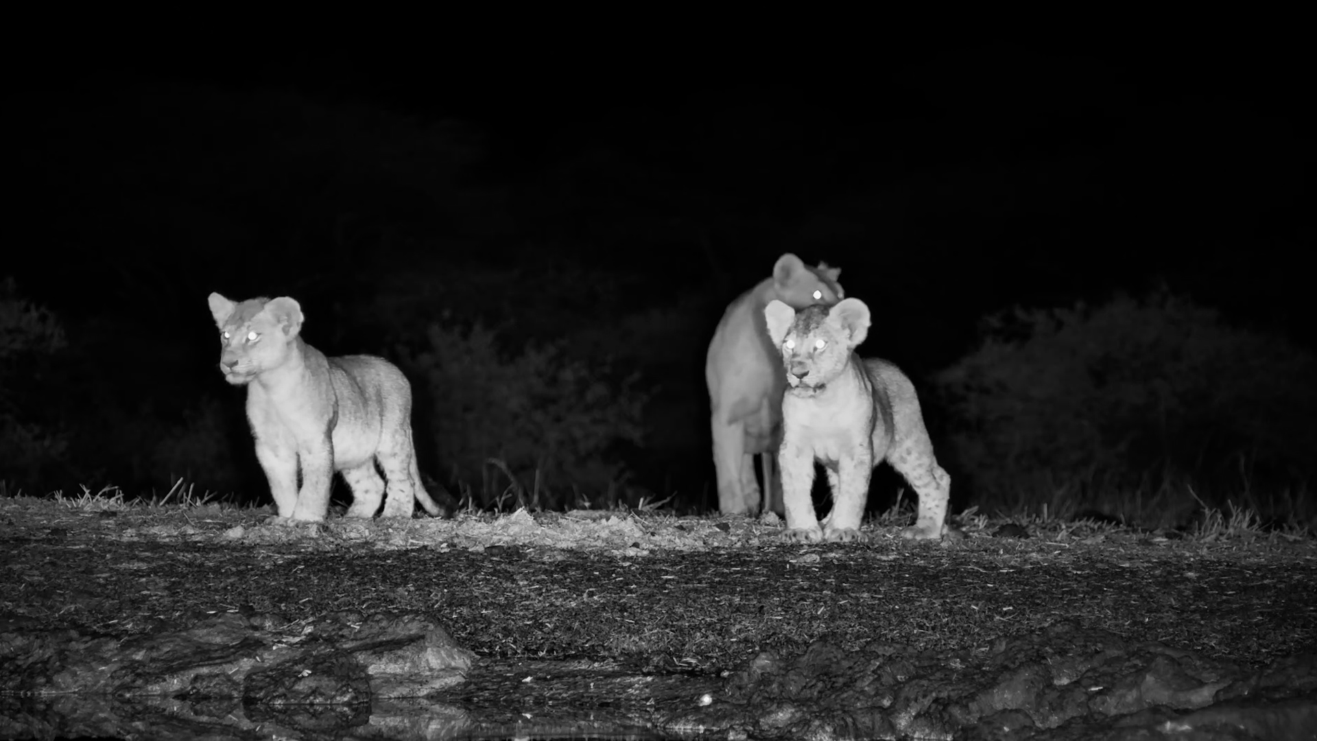 Mum Gets a Drink While the Lion Cubs Get the Zoomies