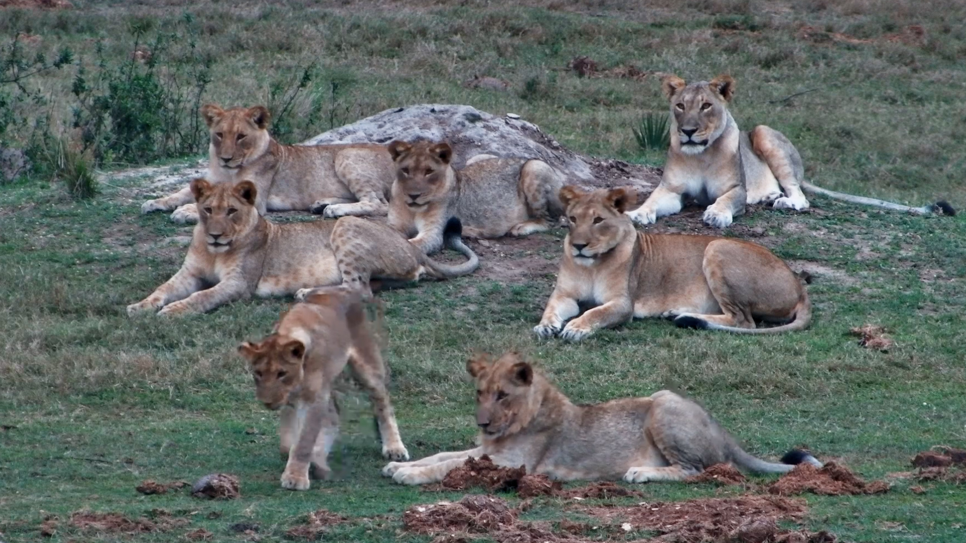 When the Whole Pride Agrees It’s a Lazy Afternoon