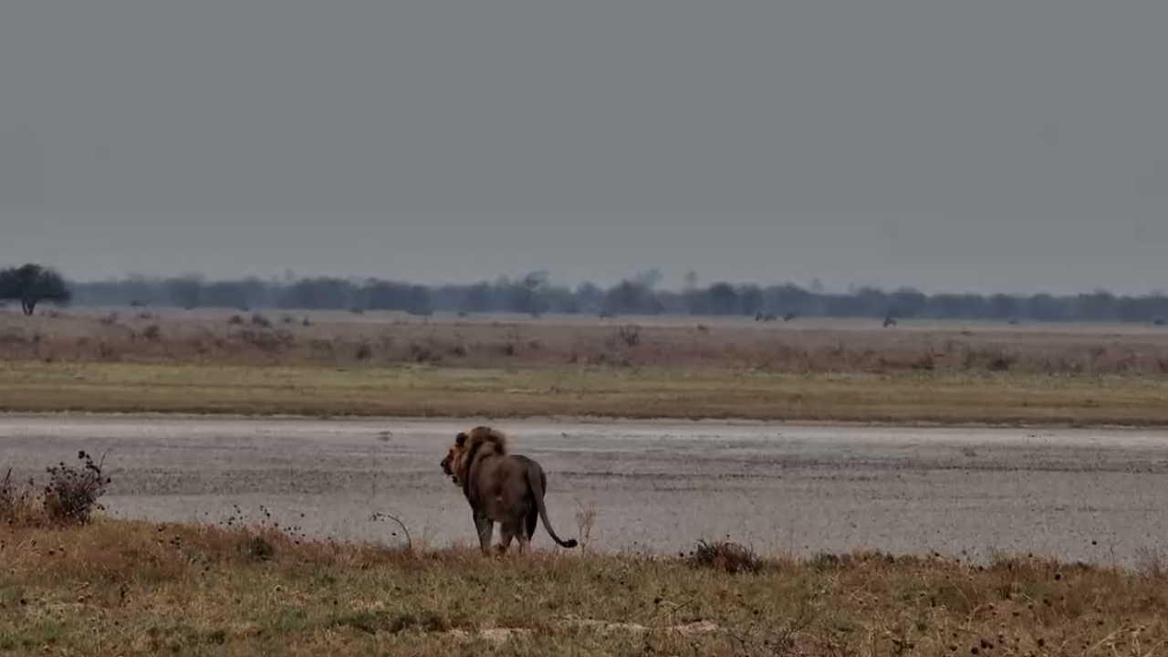 A Male Lion Strides Across the Vast Salt Pans