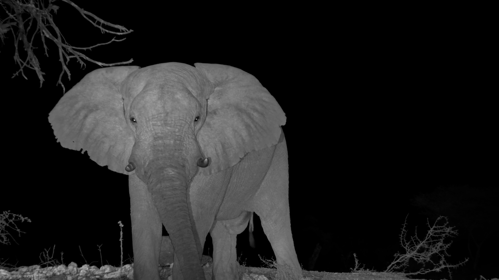 Out of the Darkness Comes One Thirsty Elephant