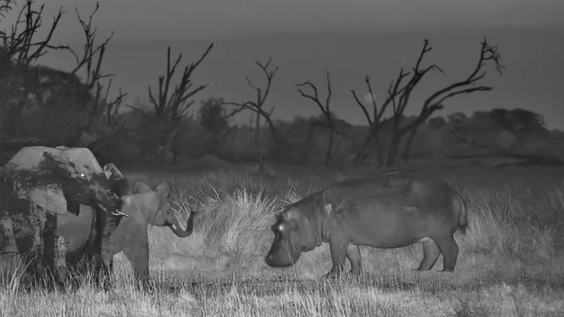 Moto Moto and the Elephants Keep Each Other on Their Toes