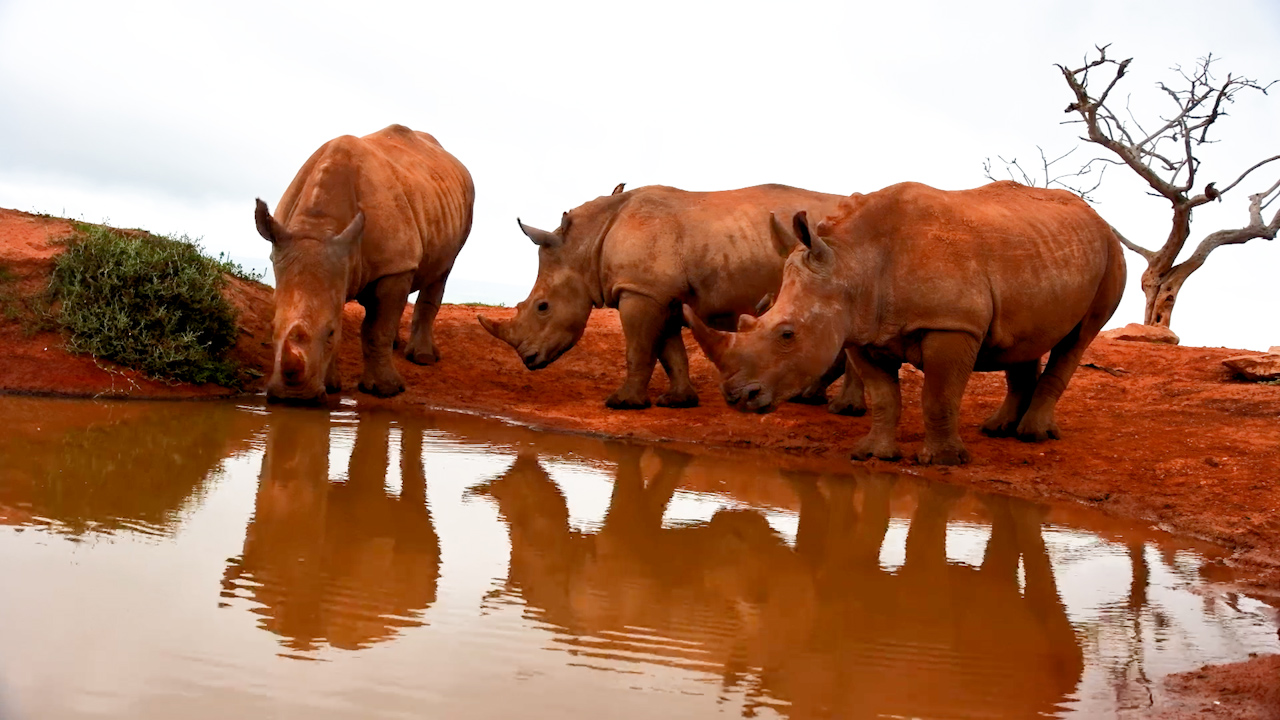 Rhinos Take Over the Waterhole for a Drink