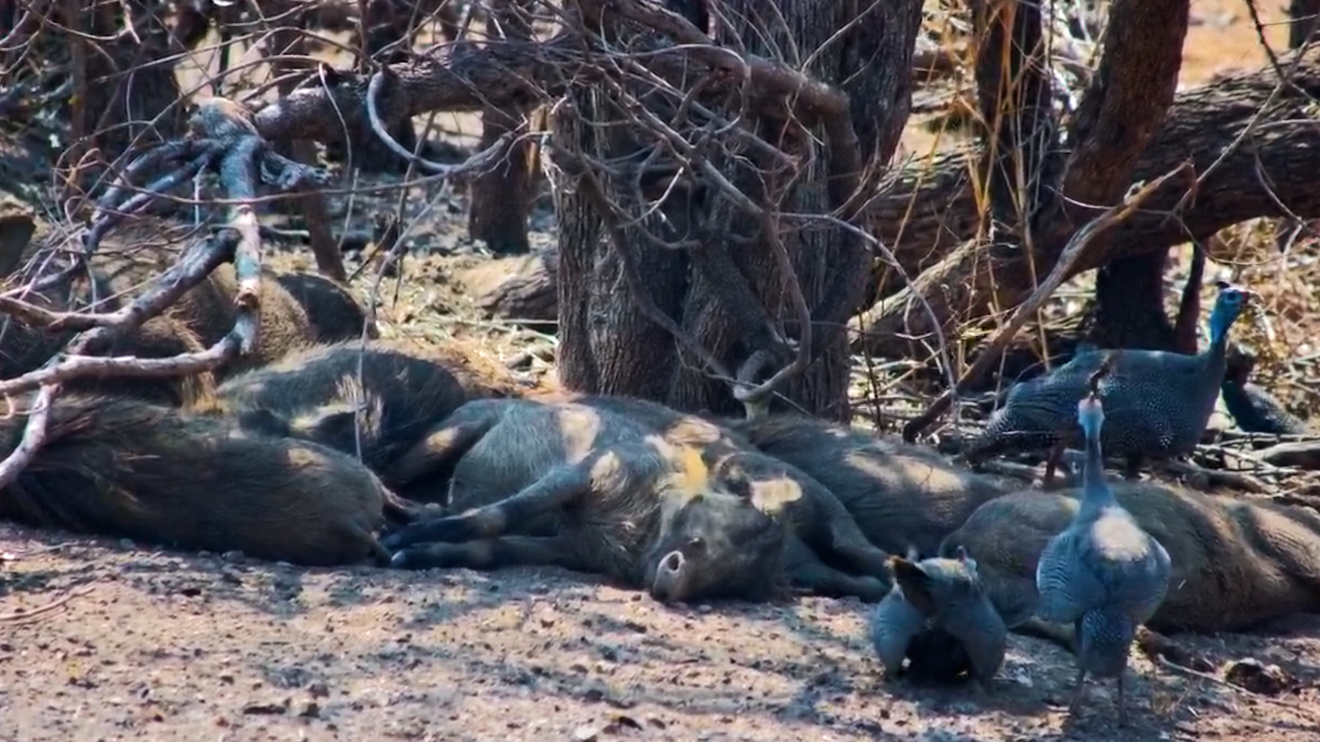 When Your Peaceful Afternoon Nap Is Suddenly Over