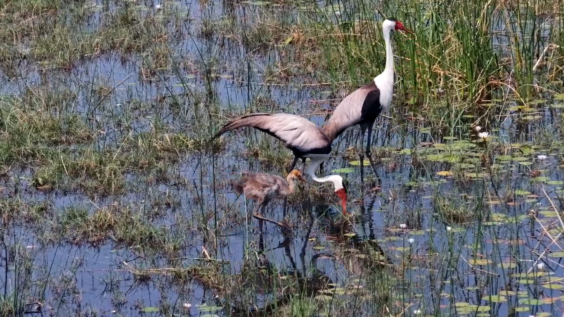 Mum, Dad & Chick Go Foraging Together