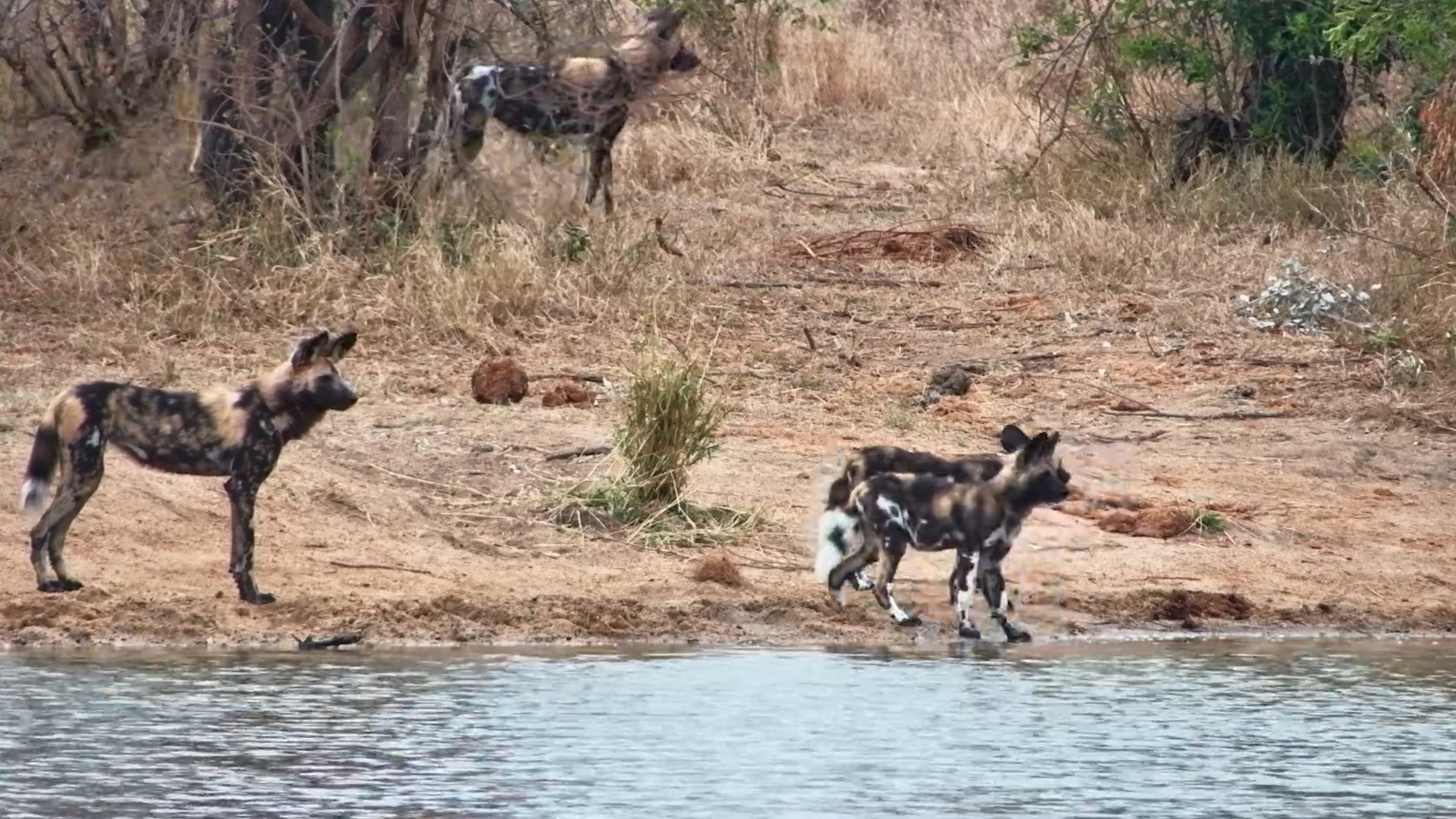 Can You Spot Who’s Lurking Behind the Wild Dog Pack?
