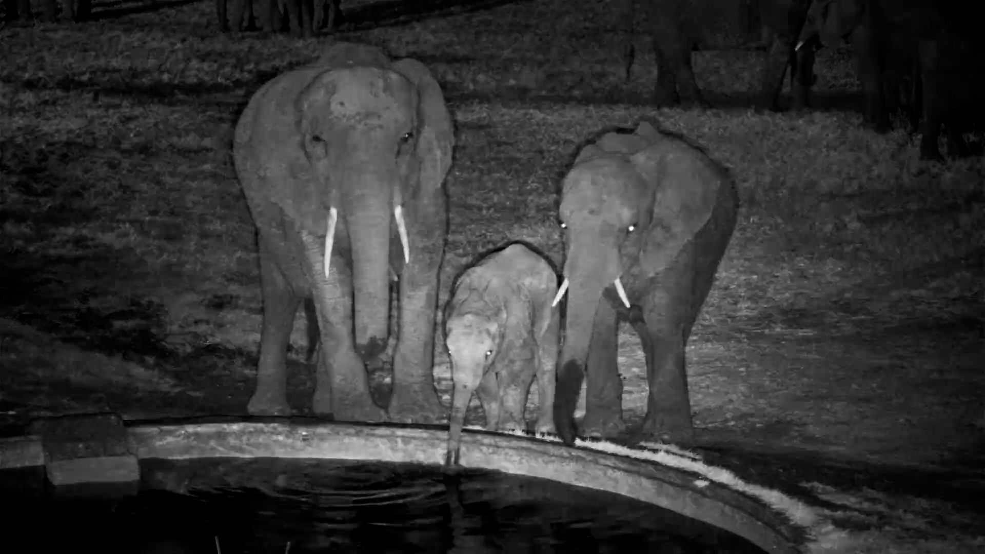 Hwange Comes Alive With Elephants After Dark