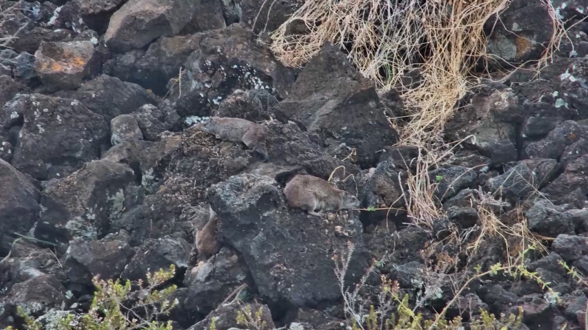 This Little Hyrax Family Has Taken Over the Rocks