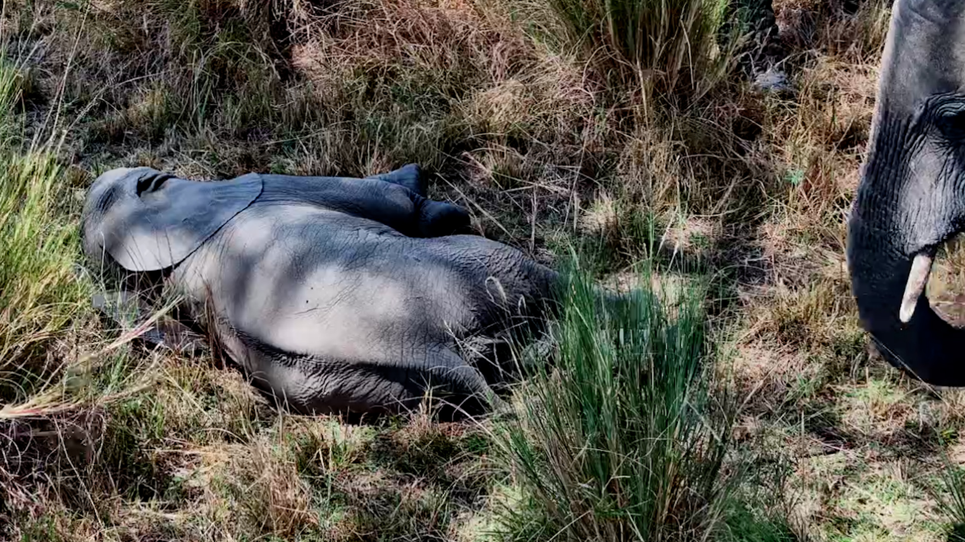 Too Tired to Elephant Anymore