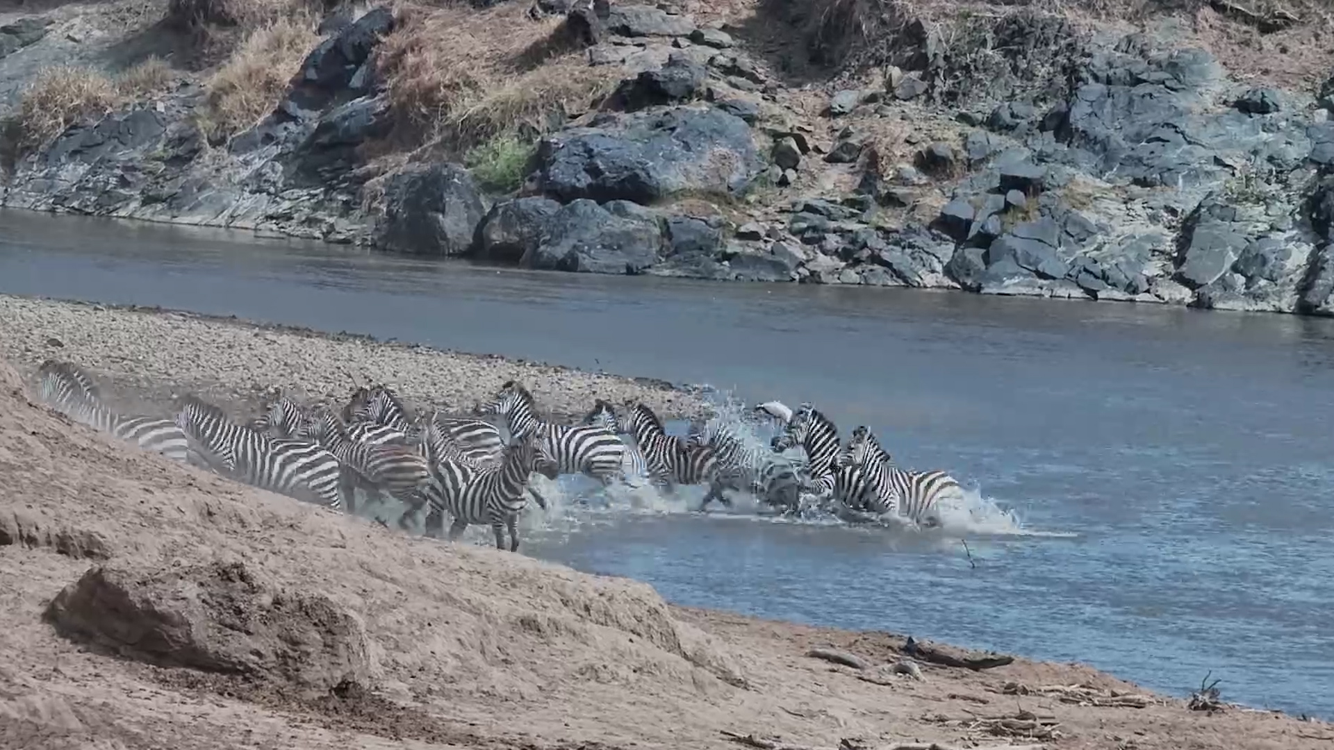 Zebra Herd Comes to Drink at the Mara River