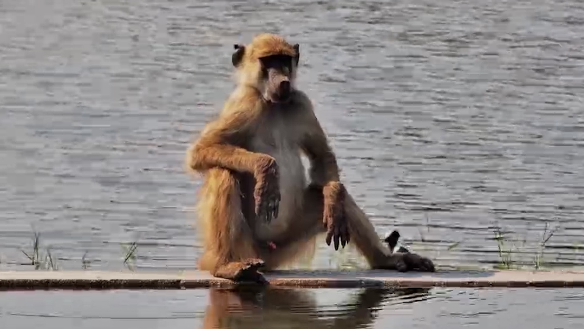 Baboon Finishes Its Drink… Then It's Time for a Beauty Routine!