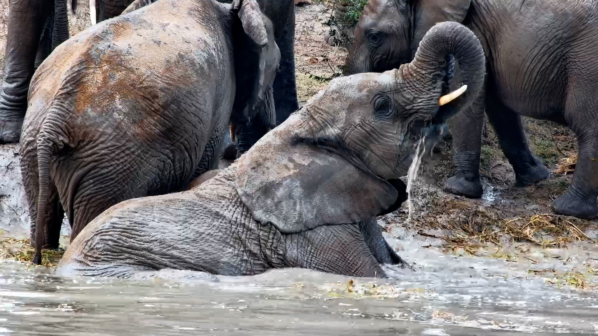 The Whole Elephant Family Turns Up for a Pool Party!