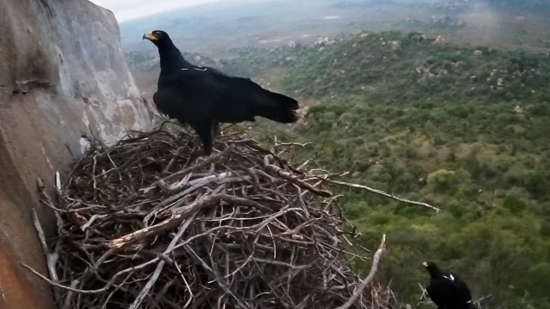 The Black Eagles Have Landed, and What a Sight They Are!