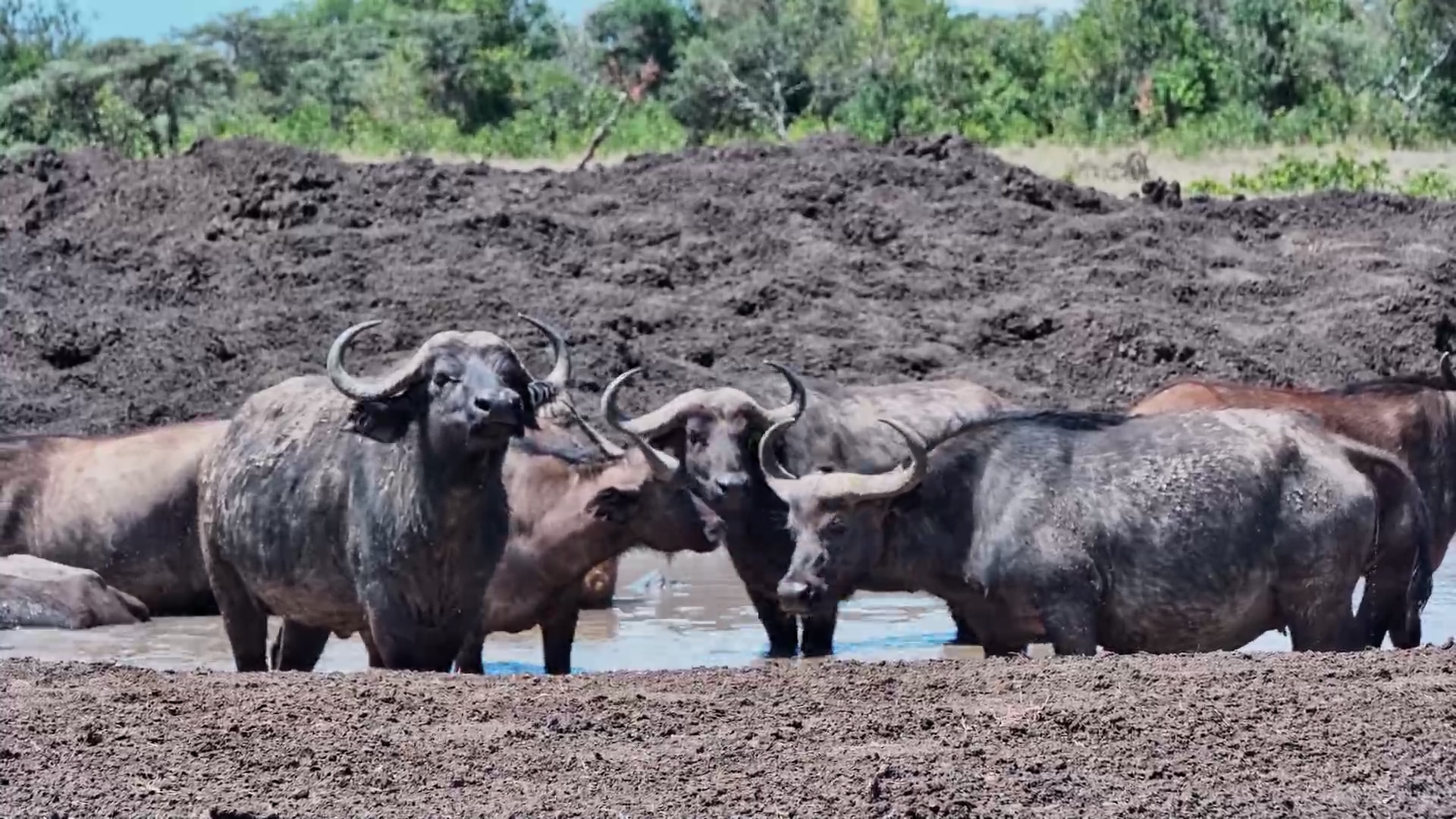 The Buffalo Herd Has Taken Over the Mud Spa