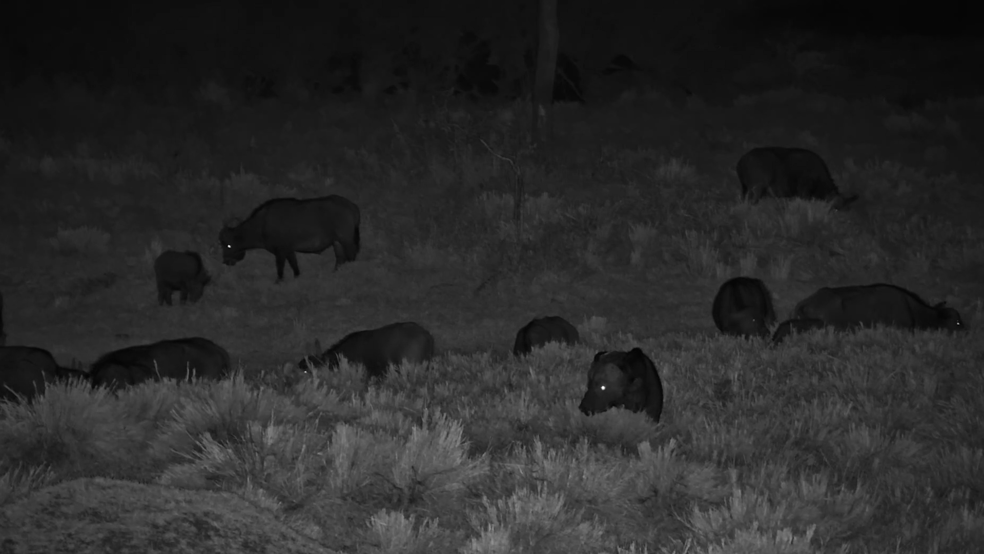 Midnight Munchies With a Herd of Buffalo
