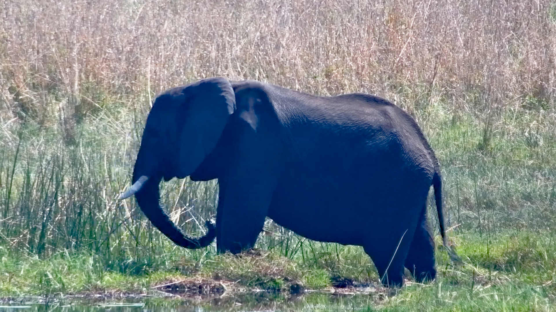One Elephant, a Good Meal and Nobody to Share It With