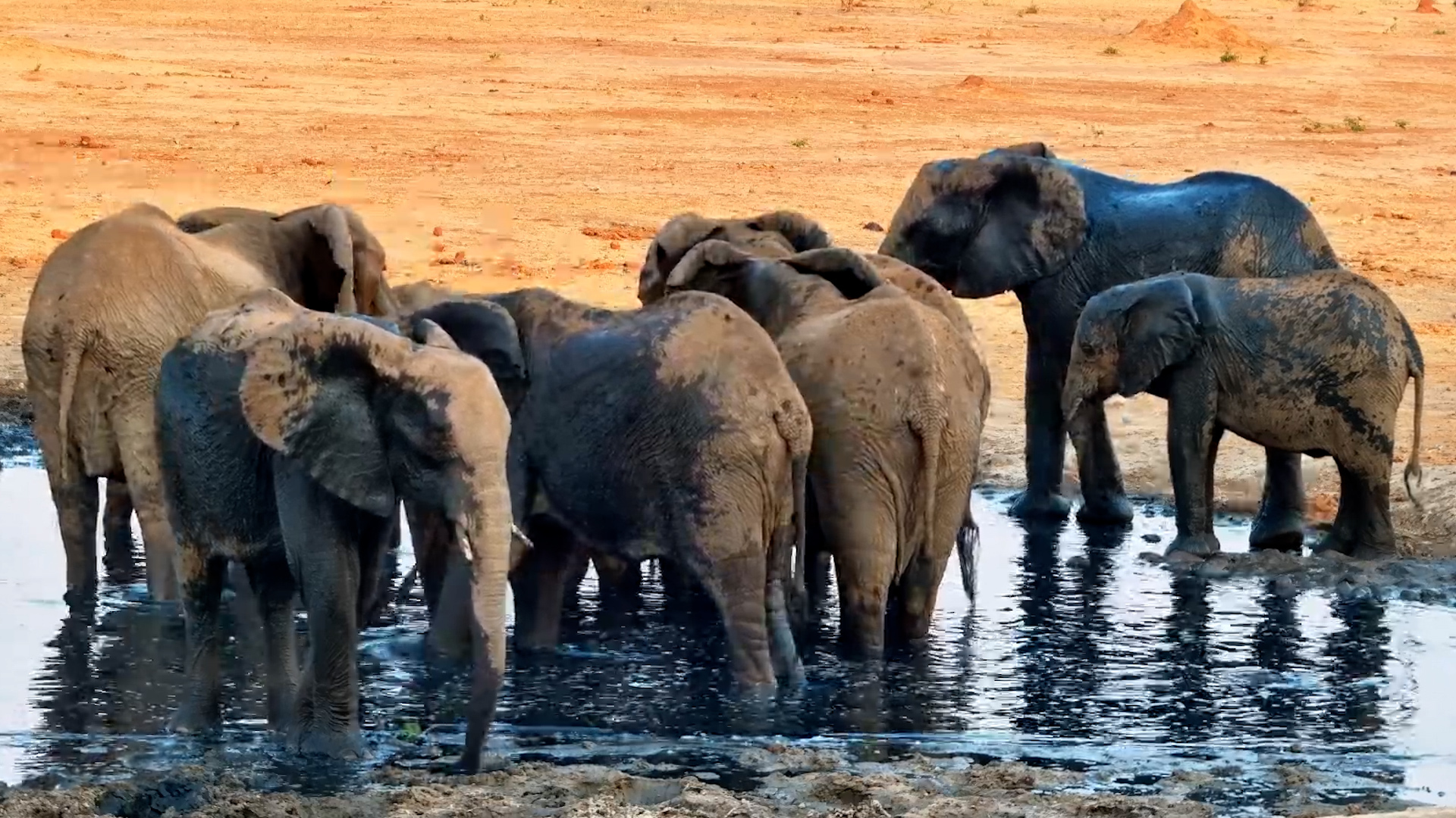 Elephants Come for a Drink… and Start a Splash Party!
