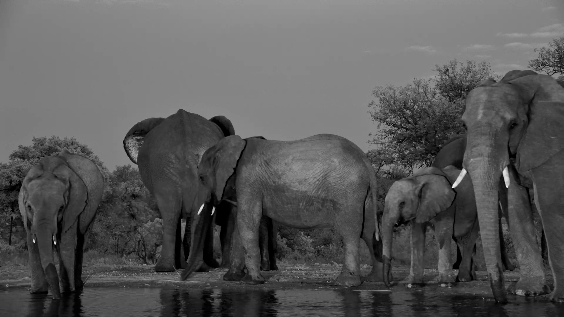 Midnight Drinks With the Elephant Herd