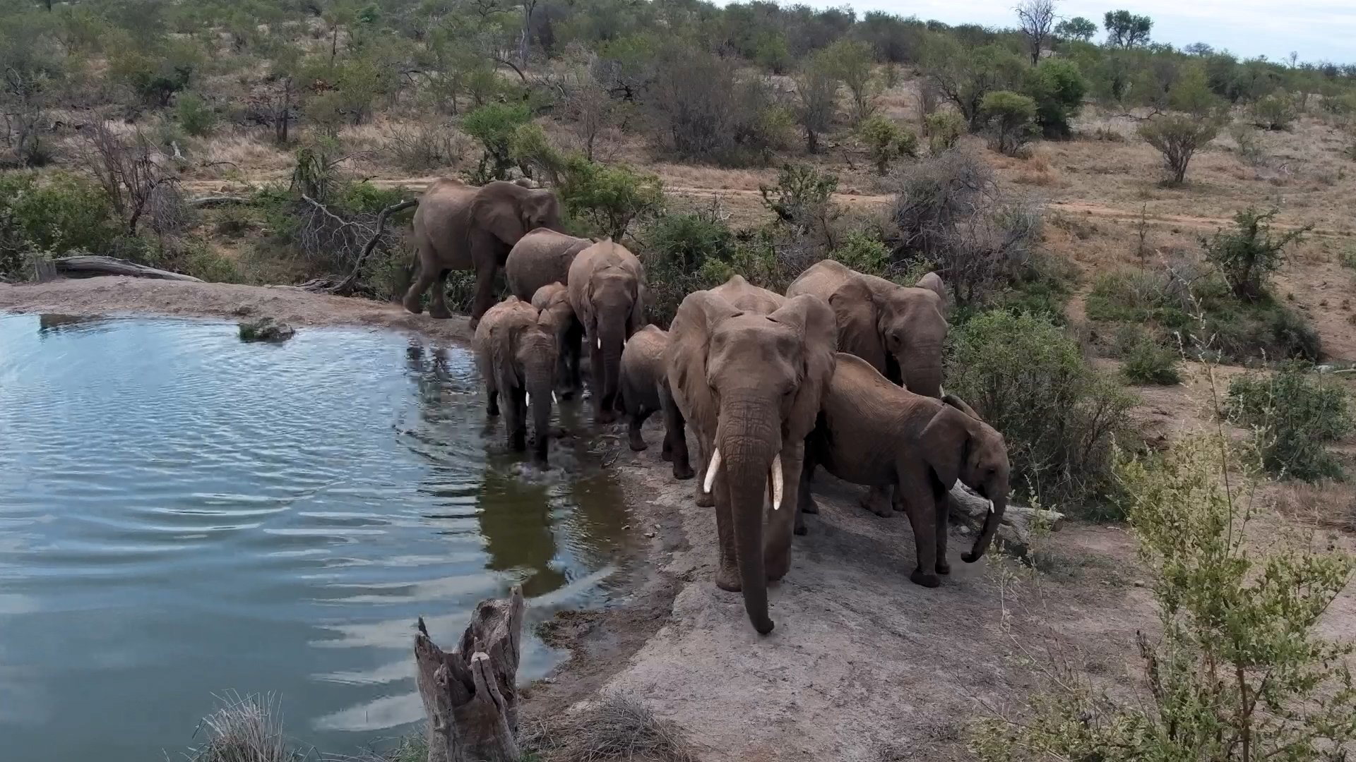 Young Elephant Finds the Perfect Scratching Post at Rosie's Pan