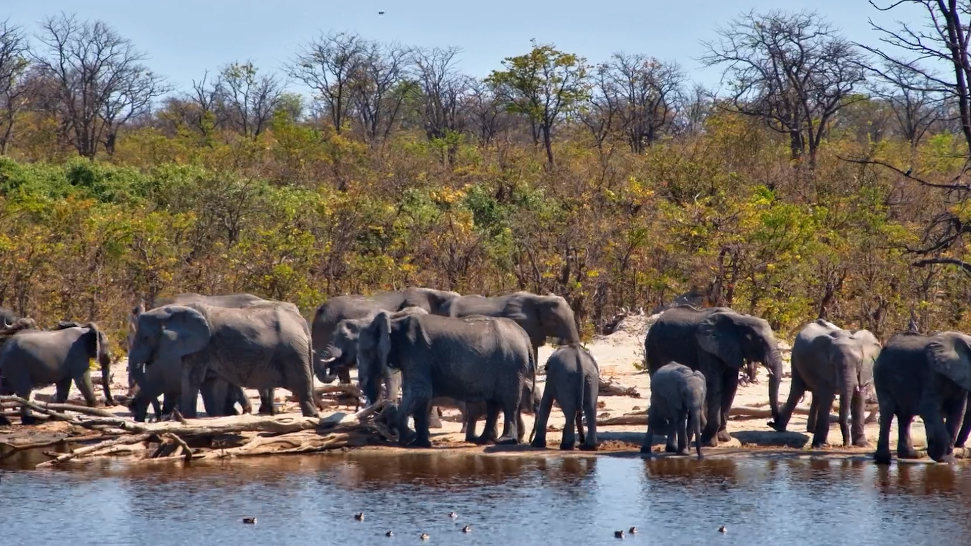 These Elephants Have Absolutely Nowhere Else to Be