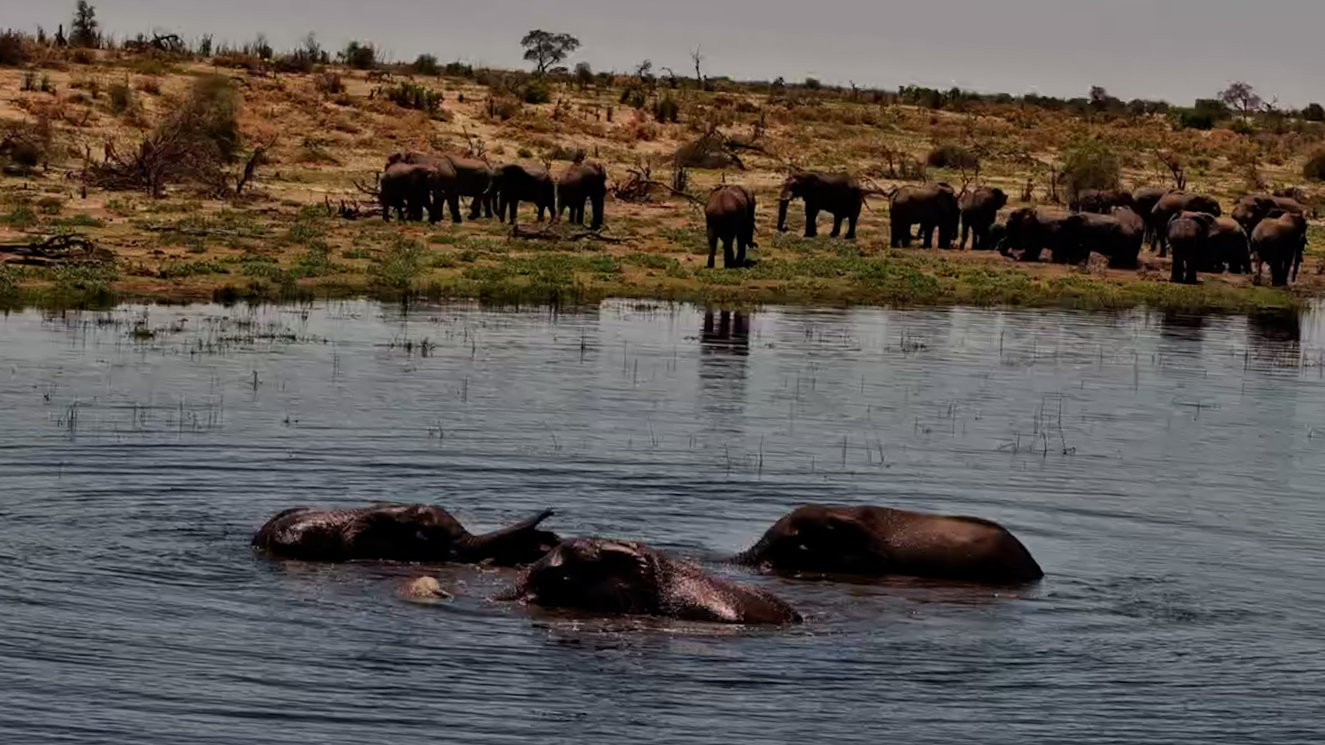 These Elephants Have Turned the Boteti River Into a Playground