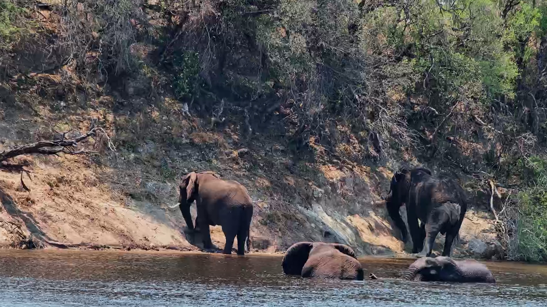 Watching These Giant Elephants Swim Is Surprisingly Mesmerising