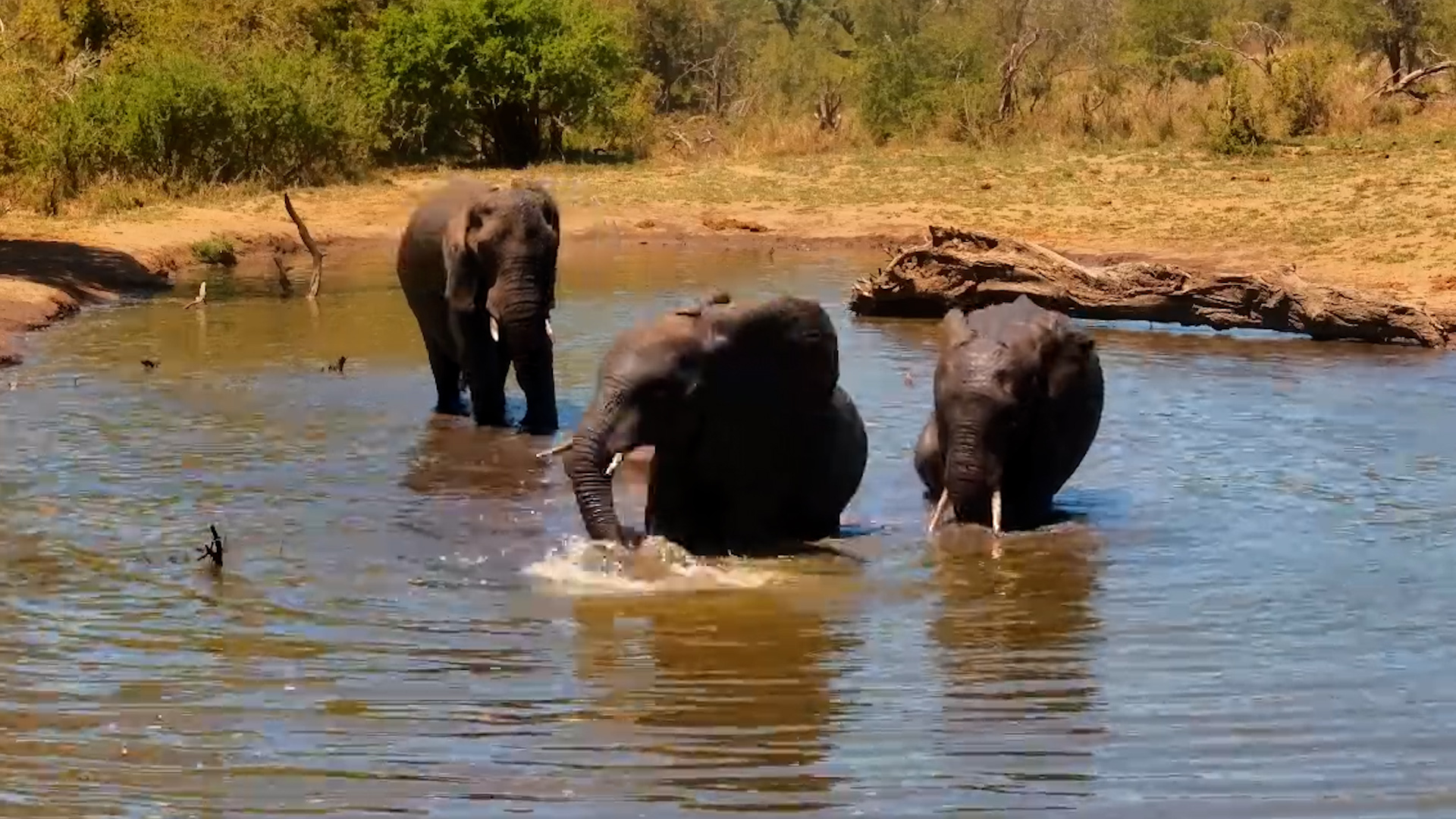 Elephant Wrestling Match Breaks Out in the Water!