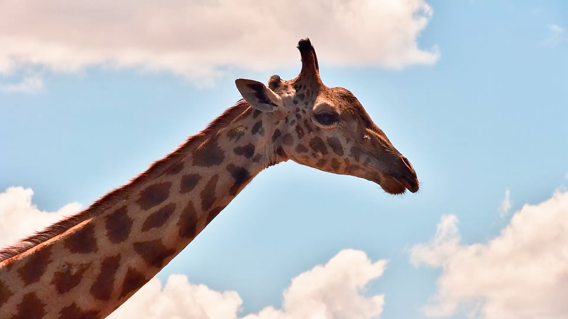 No Thoughts. Just Chewing. A Giraffe Up Close