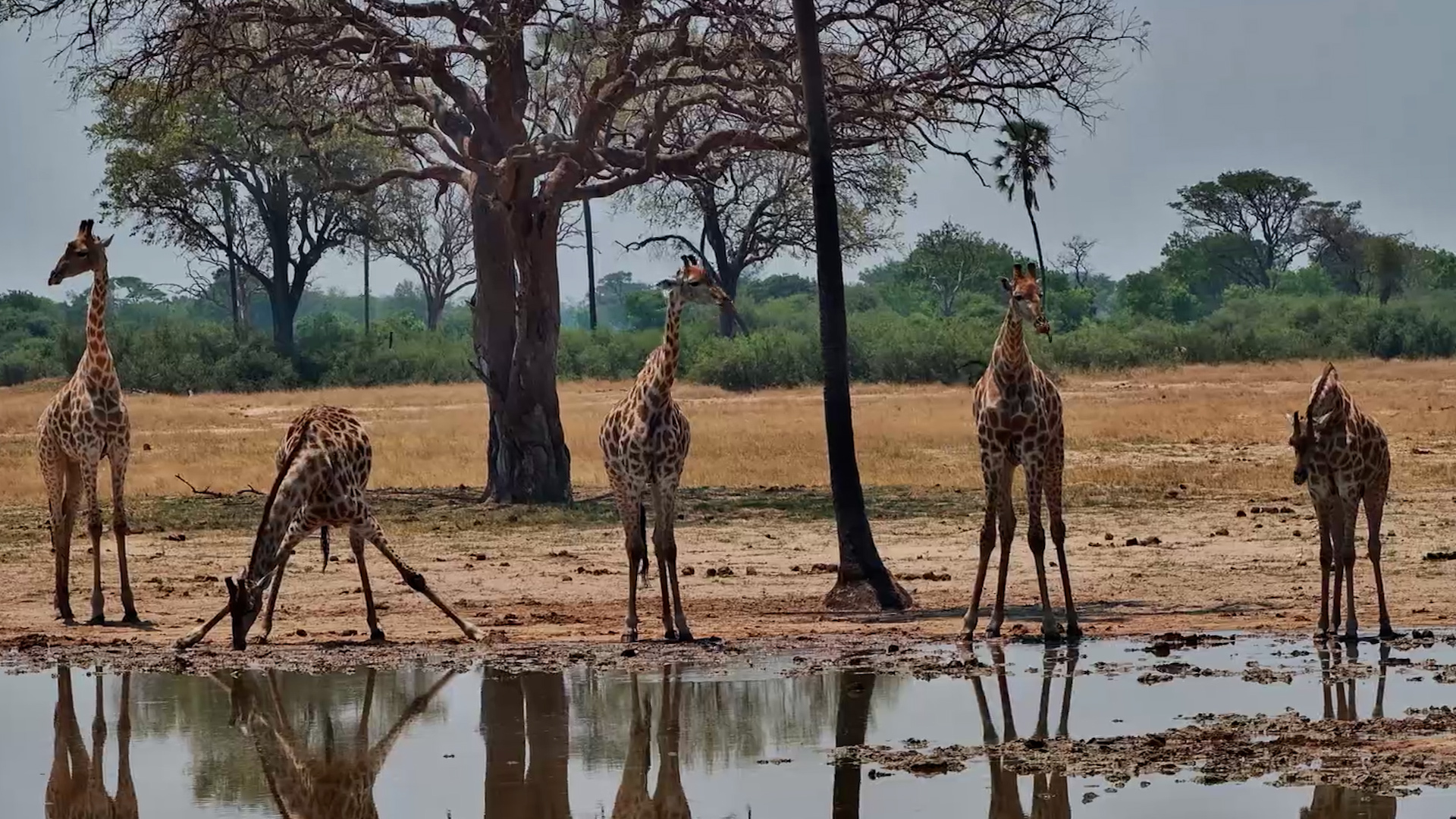 Giraffes Make Drinking Water Look Like Hard Work